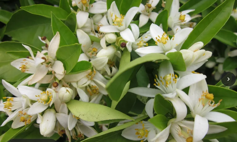 Sevilla ist besonders schön, wenn seine Straßen mit Orangenblüten bedeckt sind. Es ist eine großartige Zeit, um die versteckten Plätze der alten Stadt zu erkunden.